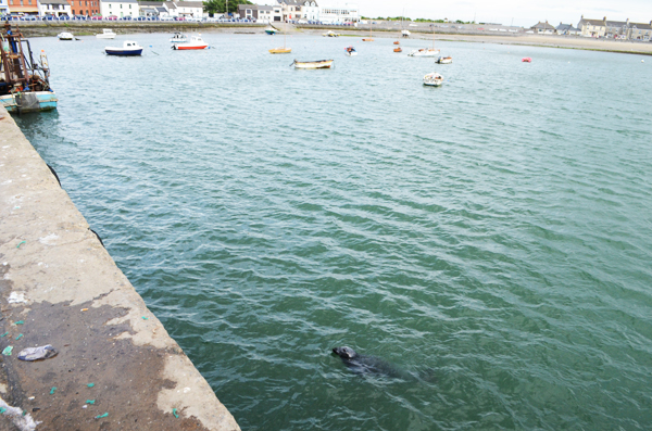 seal skerries