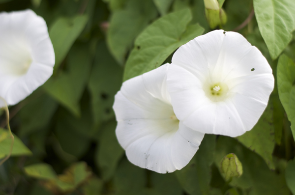 morning glories