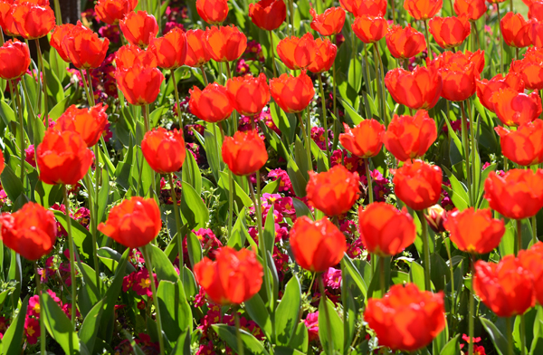 tulips-dublin-spring