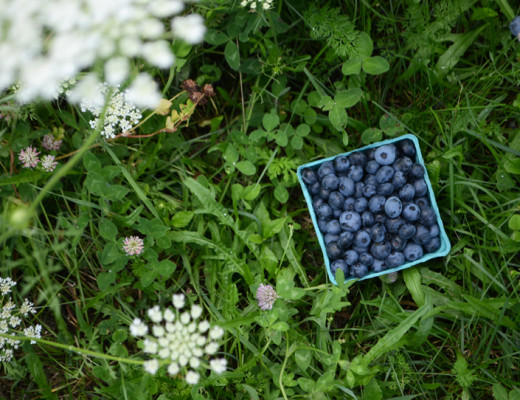 Blueberry picking in Maine