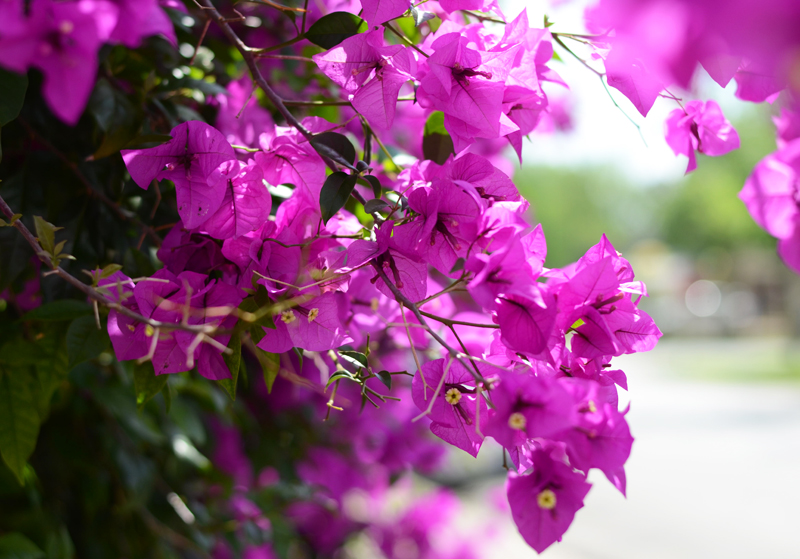 houston-bougainvillea