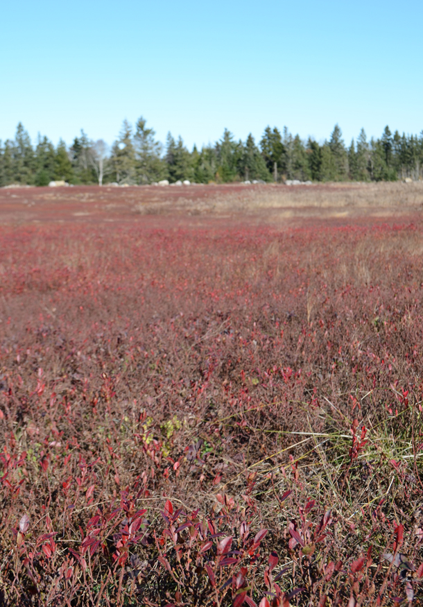 blueberry fields